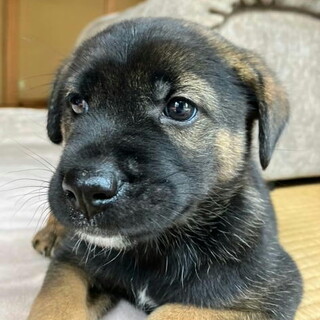 人が好きムダ吠えせず賢いメス子犬