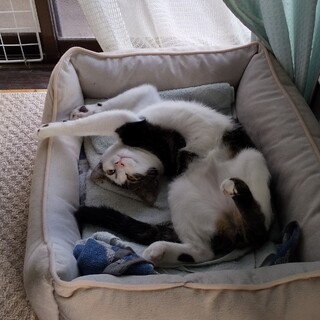 優しい里親さんに迎えていただきました！