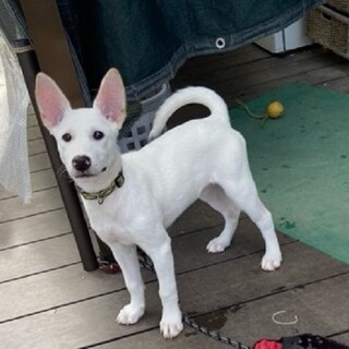 お一方と交渉中♂生後3か月半の大福ちゃん