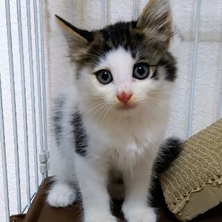 ふわふわフェイ君、家族募集中