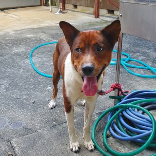 雑種のオス推定２歳。