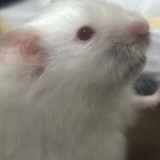 ゴールデンハムスター 長毛アルビノの女の子！
