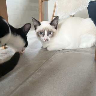 落ち着きのある穏やかな女の子♡シャムMIX