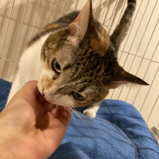 三毛猫、5歳の女の子