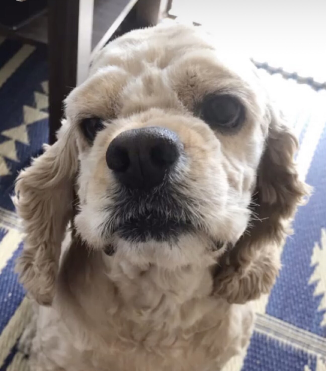 大阪府のアメリカンコッカースパニエル｜女の子・2025⁄09⁄11生まれ