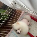 【急募】4歳のポメラニアンの男の子のずっとのお家