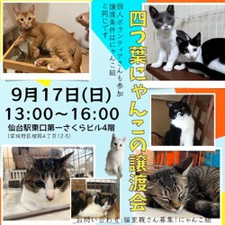四つ葉にゃんこの譲渡会