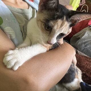 個性的、小顔三毛猫