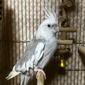 オカメインコ︎︎ ♀手乗りではありません