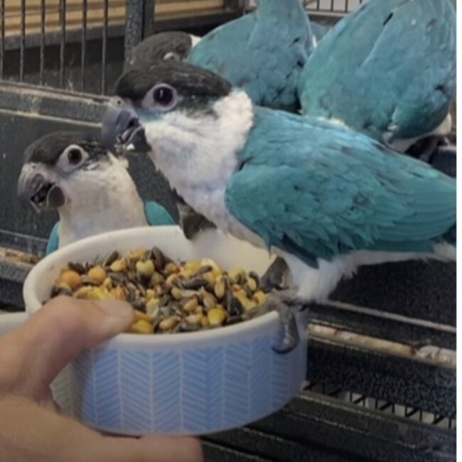 マリンボーイのカバー写真