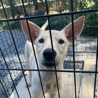 保護犬を迎えませんか？