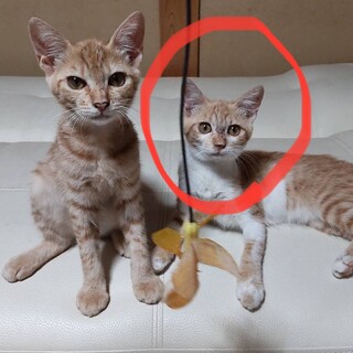 ゆきちゃん⭐︎4ヶ月⭐︎つきちゃんと仲良し姉妹