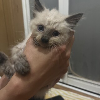 シャム猫の女の子????