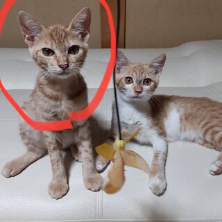 つきちゃん⭐︎4ヶ月⭐︎ゆきちゃんと仲良し姉妹