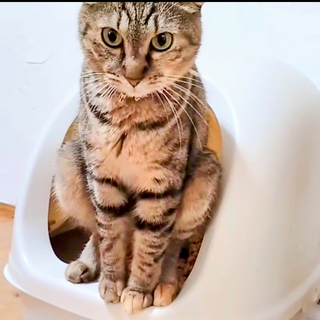 超×100ゴロスリむぎちゃん