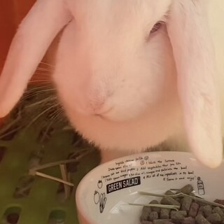 うさぎの里親になってくれる方探しております