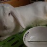 うさぎの里親になってくれる方探しております サムネイル2