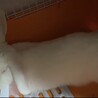 うさぎの里親になってくれる方探しております サムネイル3