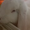 うさぎの里親になってくれる方探しております サムネイル4