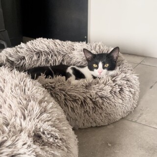 とても性格が良い！穏やかなハチワレ君♡