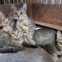 1キロのキジトラ子猫　手術・ワクチン済男女2匹づつ