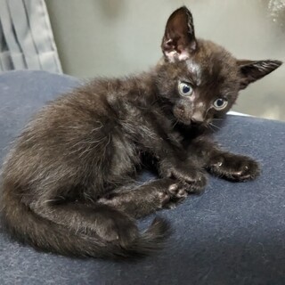 子猫の里親募集(黒猫♂)