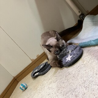 ちょっと臆病だけど、甘えん坊なしっくちゃん