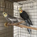 オカメインコペア
