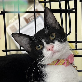 募集停止優しいおっとりハチワレ女子❤️もなか