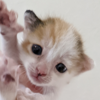 子猫：生後約1ヵ月です！