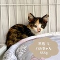生後3ヵ月☆５兄弟☆三毛猫のハルちゃん♪