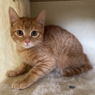 【無償譲渡】去勢済みの兄弟（茶トラ）