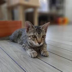 177回　保護猫カフェQsmet（くすめっと）　定例里親譲渡会