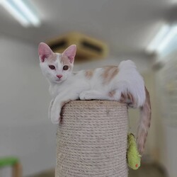 178回　保護猫カフェQsmet（くすめっと）　定例里親譲渡会