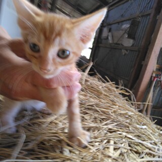 可愛い茶トラの男の子