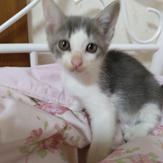 可愛いお顔の男の子