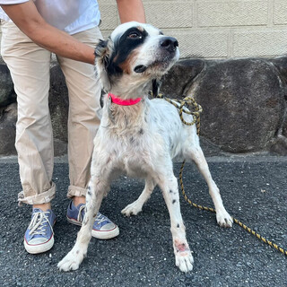 面会予定　Eセッターのラン君