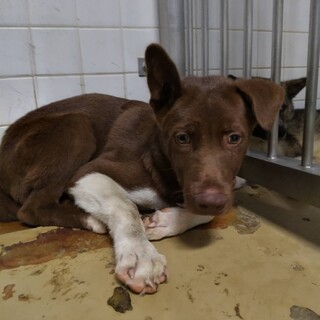 明日が期限　まだ生後半年の子犬　処分対象