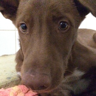 生後半年位の子犬も処分対象　収容期限9/8迄