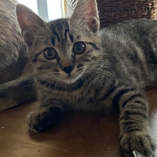 可愛い「すかい君」トライアル中