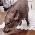 人懐っこいマイクロブタ　女の子　