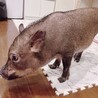 人懐っこいマイクロブタ　女の子　 サムネイル3
