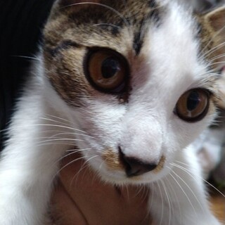 おりこうさん「ちびび君」