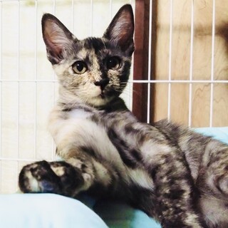 ちょっぴり怖がりさん、変わったカラーの女の子！