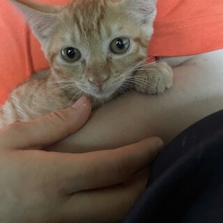 チャーチュー茶トラ　3ヶ月　メス