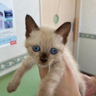 ありがとうございました★洋風な子猫のアズキくん