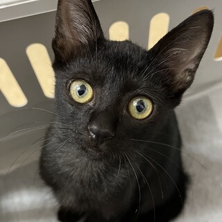 ごろごろ甘えん坊◎かぎ尻尾のクロちゃん♂