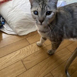 人懐こくて甘えん坊の女の子