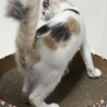 とっても可愛いパステル三毛ちゃん☆ サムネイル4