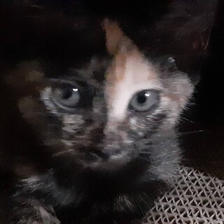 天真爛漫なお転婆 すずちゃん